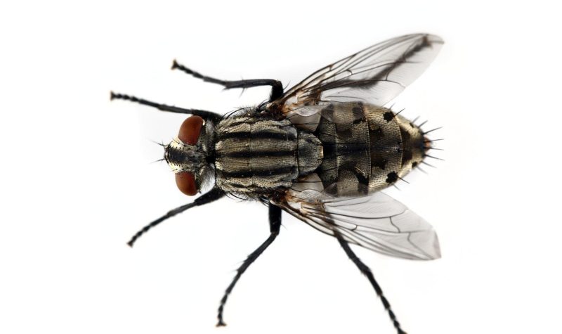 housefly pestamie