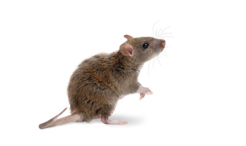rat pestamine
